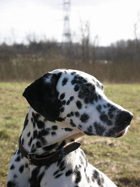 Dalmatiner Rico billede 7