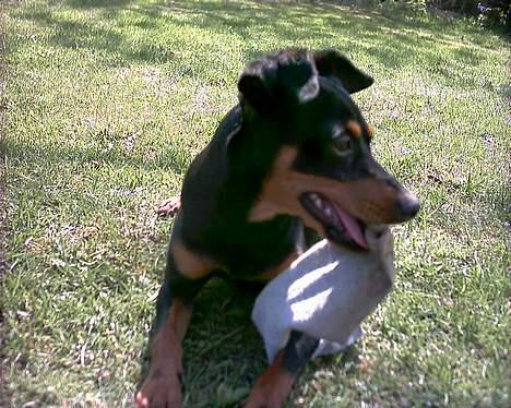 Blanding af racer Dino billede 6