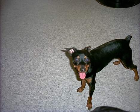 Blanding af racer Dino billede 7