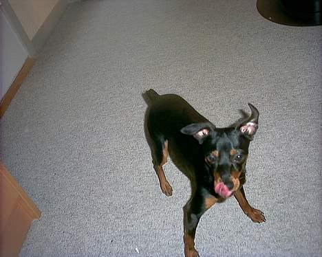 Blanding af racer Dino billede 8