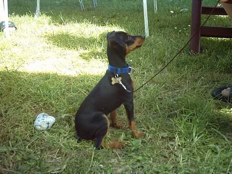 Blanding af racer Dino billede 9