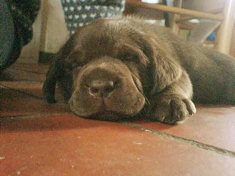 Labrador retriever Maggi - Gået bort billede 5