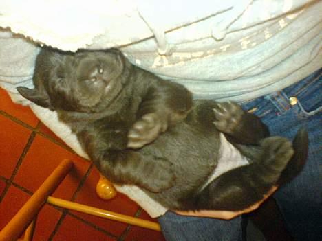 Labrador retriever Maggi - Gået bort billede 6