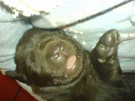 Labrador retriever Maggi - Gået bort billede 7