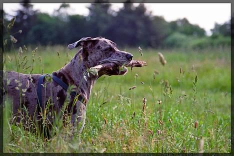 Grand danois Guffi - fandt lige en lækker pind.. billede 5