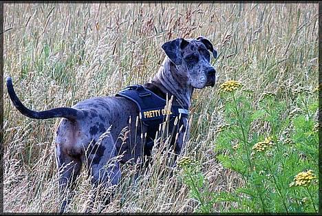 Grand danois Guffi - Syntes i ikke jeg er lidt lækker? billede 6