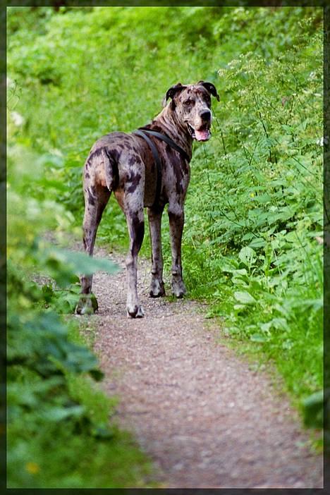 Grand danois Guffi - må jeg gå længere væk? billede 7