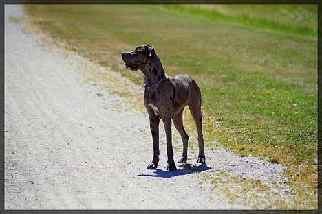 Grand danois Guffi - guffi nyder naturen! billede 8