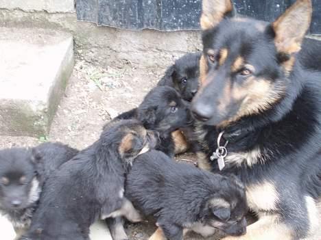 Schæferhund Nicko billede 10