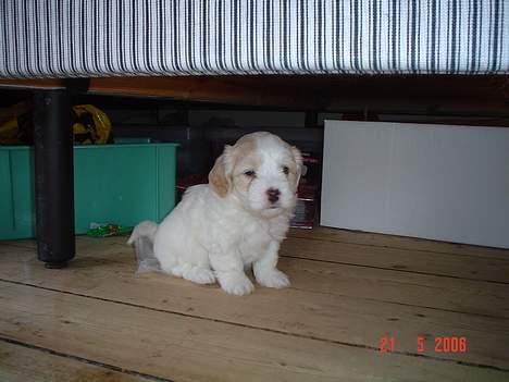 Blanding af racer Oskar billede 10