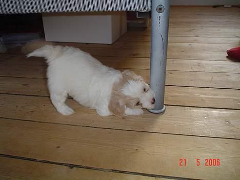 Blanding af racer Oskar billede 11