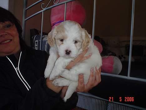 Blanding af racer Oskar billede 12