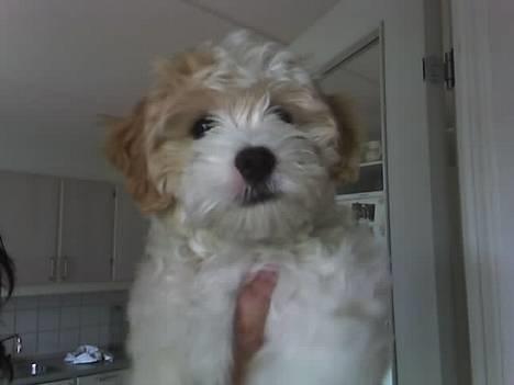 Blanding af racer Oskar billede 13