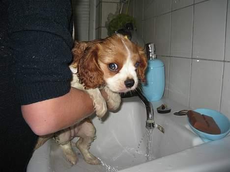Cavalier king charles spaniel Tulle - `Moarrr`, jeg vil ikke bade... billede 3