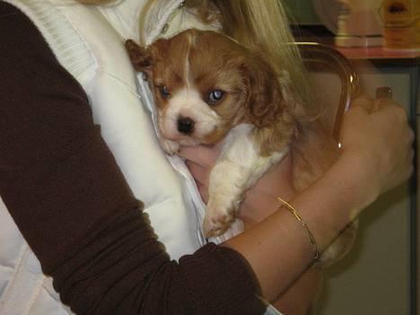 Cavalier king charles spaniel Tulle - dette billed er taget 2 uger inden jeg henter hende fra kennelen, da jeg er nede at besøge hende billede 6