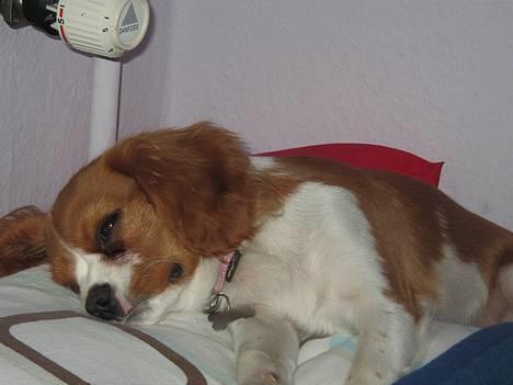 Cavalier king charles spaniel Tulle - `zzZZZzzzZZz`dejlig pude billede 7