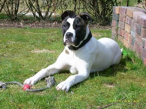 Amerikansk bulldog Frida billede 1