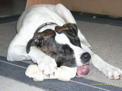 Amerikansk bulldog Frida billede 2