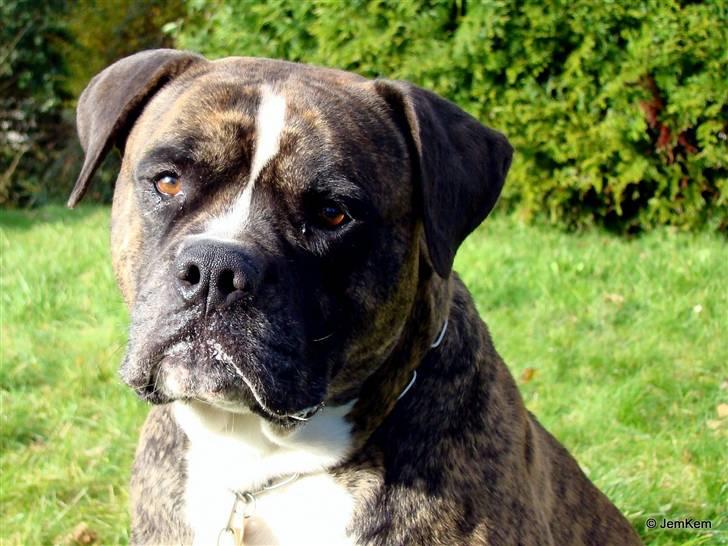 Amerikansk bulldog Balder billede 1