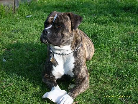 Amerikansk bulldog Balder billede 2