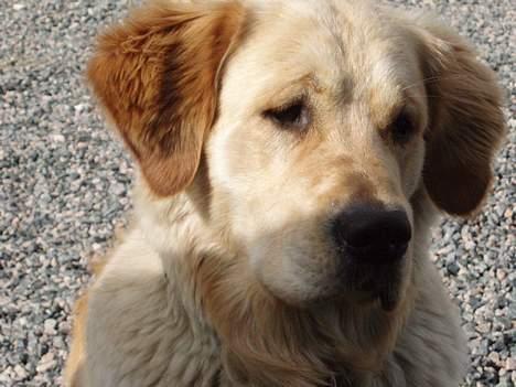 Golden retriever Tjeko - Hej jeg hedder Tjeko billede 1