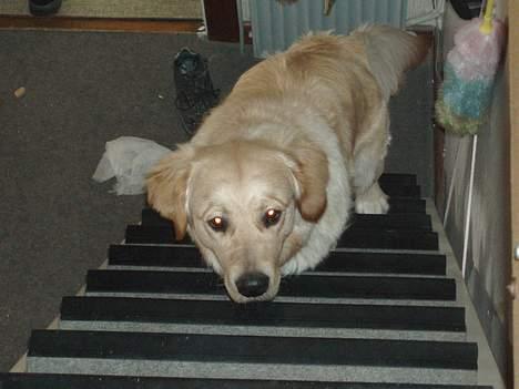 Golden retriever Tjeko - her kommer jeg far billede 2