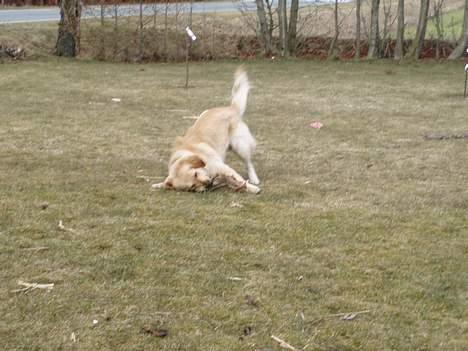 Golden retriever Tjeko - jeg fangede den billede 3