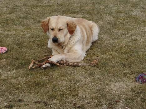 Golden retriever Tjeko - det var godt nok hårdt at få styr på den pind billede 4