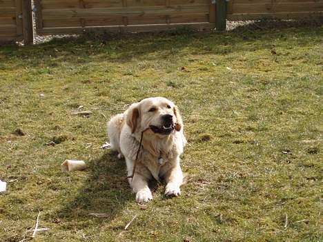 Golden retriever Tjeko - uhh den er altså god far billede 5