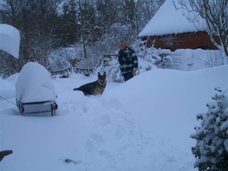 Schæferhund Lion - SAVN :'( - Lion i sneen :-D billede 4