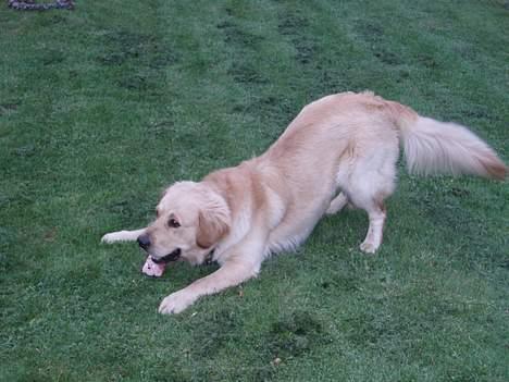 Golden retriever Tjeko - jeg tager dig, det gøre jeg altså billede 6