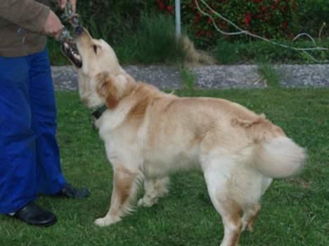 Golden retriever Tjeko - jeg kan godt,, hmmmm  billede 7