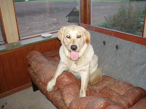 Golden retriever Tjeko - det er livet, at hygge i sofa´en billede 8