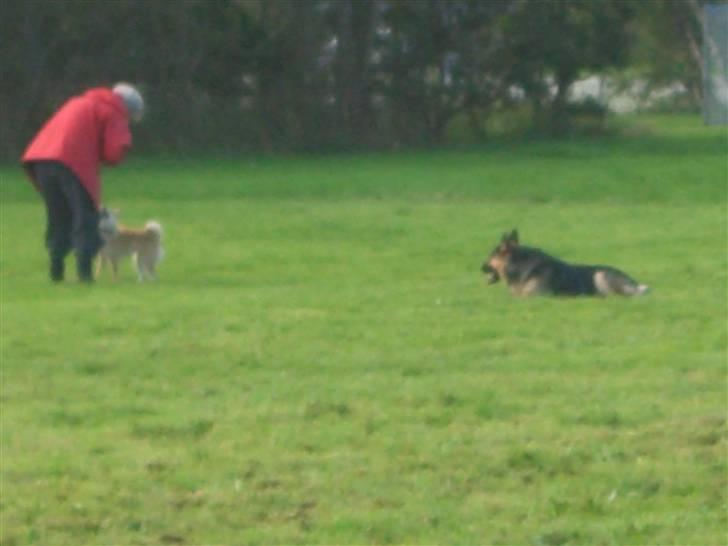 Schæferhund Lion - SAVN :'( - Hundetræning, kommandoen BLIV, og så går far en tur XD billede 5