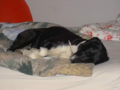 Blanding af racer R.I.P. Molly R.I.P. - 8) Molly oppe i min seng. billede 8