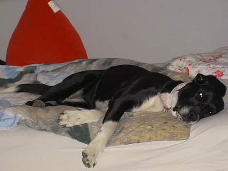 Blanding af racer R.I.P. Molly R.I.P. - 9) Molly ope i min seng. billede 9