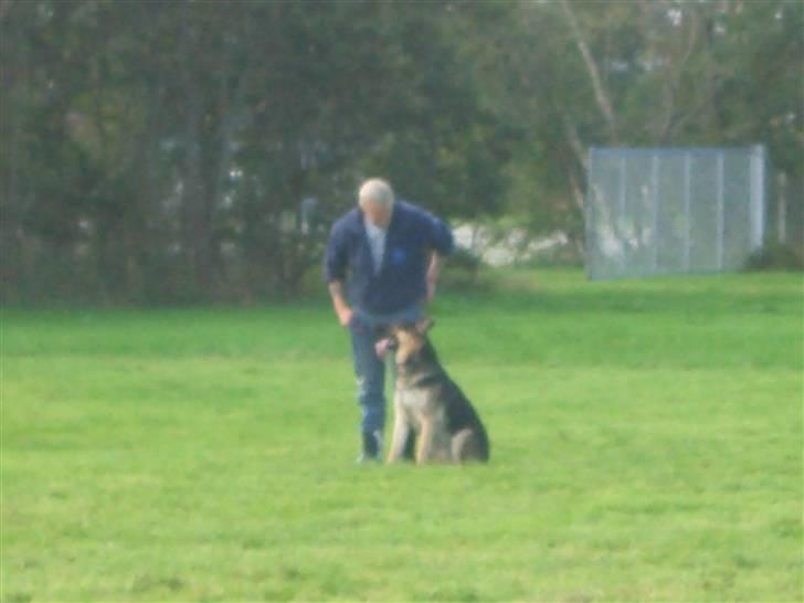 Schæferhund Lion - SAVN :'( - Hundetræning :-) SIT ! :D billede 6