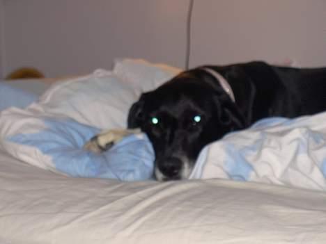 Blanding af racer R.I.P. Molly R.I.P. - 10) Molly oppe i min seng.. billede 10