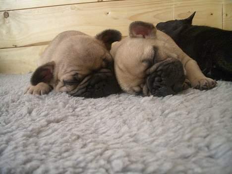 Fransk bulldog Oscar i daglig tale - Jeg putter mig ved sidan af min søster. Det er mig til venstre. billede 3