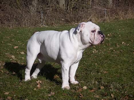 Engelsk bulldog Otto billede 3