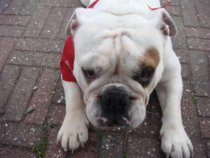 Engelsk bulldog Otto billede 10