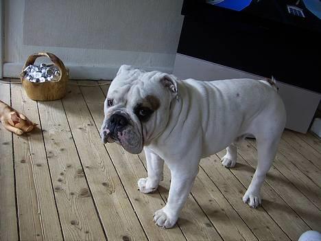 Engelsk bulldog Otto billede 11