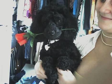 Dværgpuddel Debbie - Se hvor fint.... billede 1