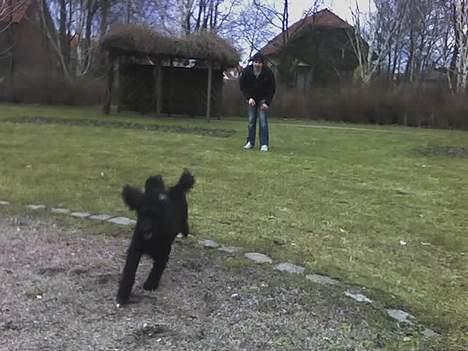 Dværgpuddel Debbie - Juhuu.... nu kommer jeg.... billede 2