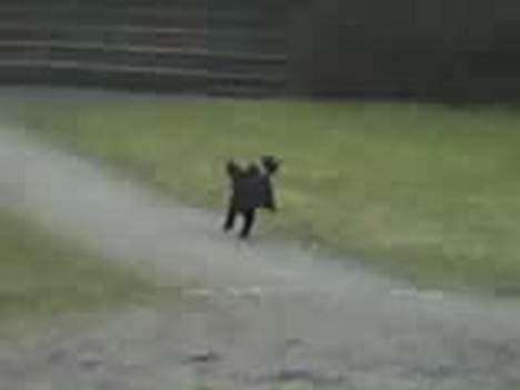 Dværgpuddel Debbie - Tju hej sikker leg billede 3