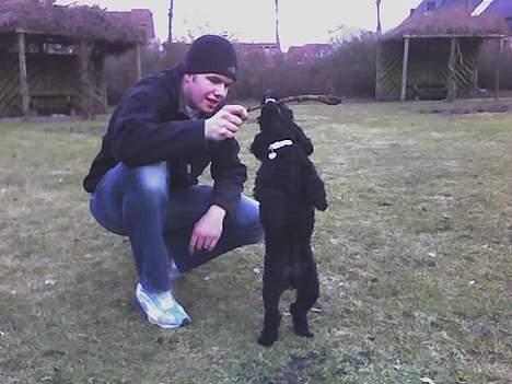 Dværgpuddel Debbie - Hvad gør man når ingen af dem vil slippe pinden... ? billede 4