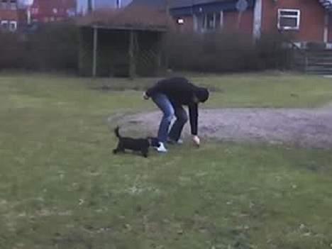 Dværgpuddel Debbie - Jeg VIL have den... billede 5