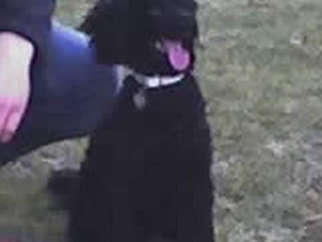 Dværgpuddel Debbie - Et velfortjent pusterum billede 6