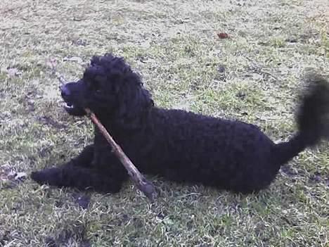 Dværgpuddel Debbie - Haha nu har jeg bare pinden... billede 7