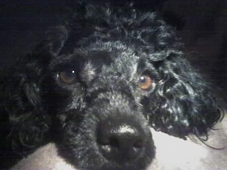 Dværgpuddel Debbie - Nu og da bliver man lidt træt... billede 8